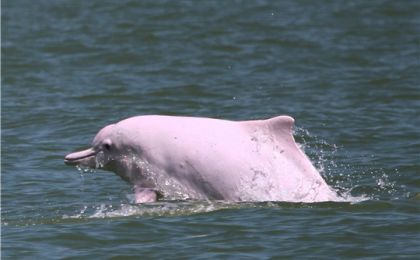 “第七屆中華白海豚保護宣傳日”主場活動在珠海舉辦
