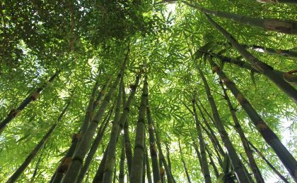 小竹子撬動大產業 澎湃高質量發展新動能